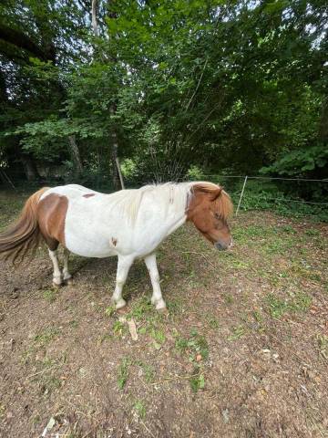 Poney shetland