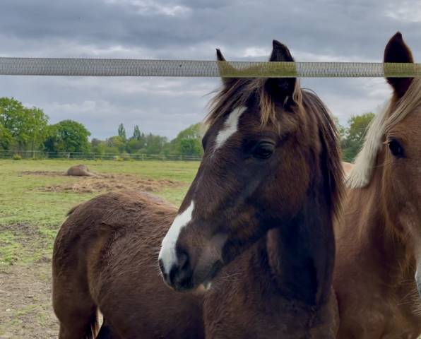 Ponette pfs 2024 
