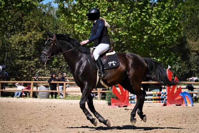 Cheval nonius 10 ans - polyvalent - belle opportunité
