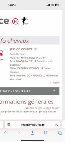 à vendre « cheval parfait »