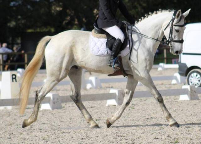 Joli hongre ish de 8 ans pour amateur cso