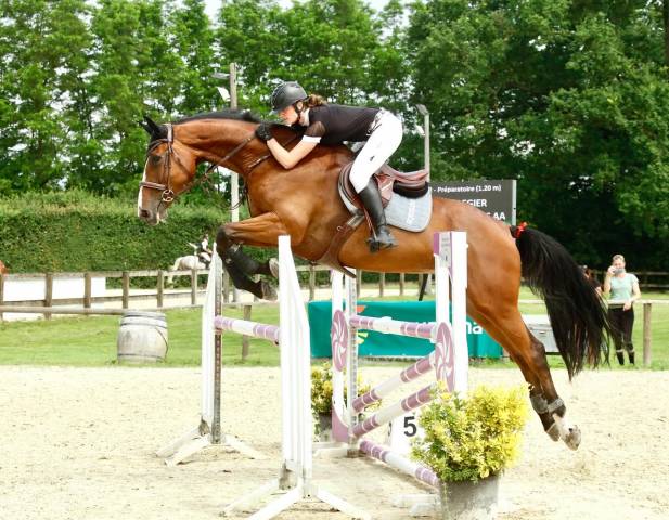 Jument sport 