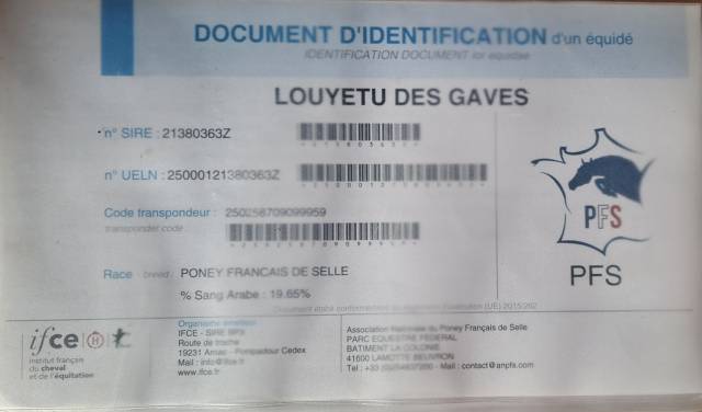 Poney pfs 4 ans hongre
