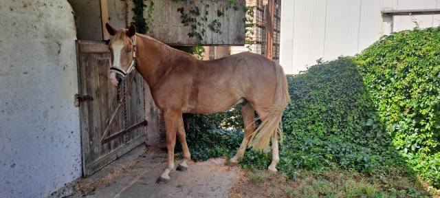 Poney pfs 4 ans hongre