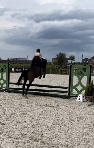 Cheval 7 ans cso/loisir 