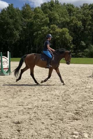 Jument 5 ans à vendre 
