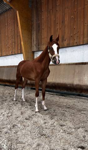 Jeune cheval 1 an à vendre 
