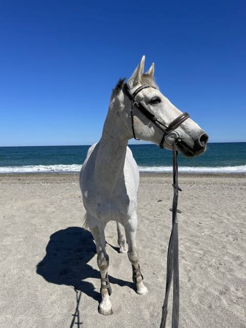 Cheval de loisir