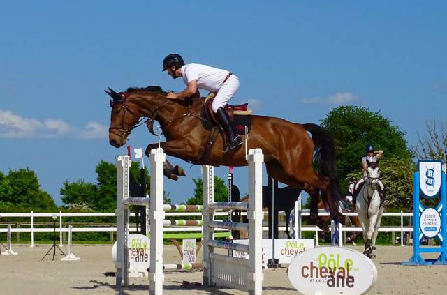 Nemesis d'hoogpoort / jument / 6 ans / cso 