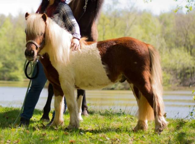 Hongre shetland 3 ans