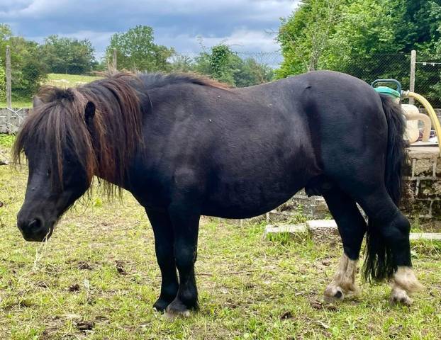Poney mini 85cm