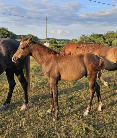 Pouliche 2025 top pedigree