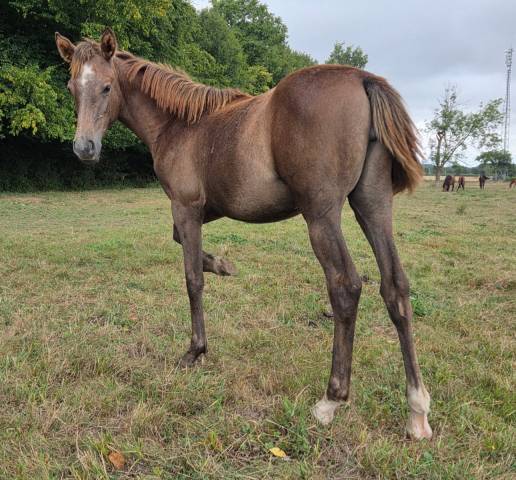 Pouliche 2025 top pedigree