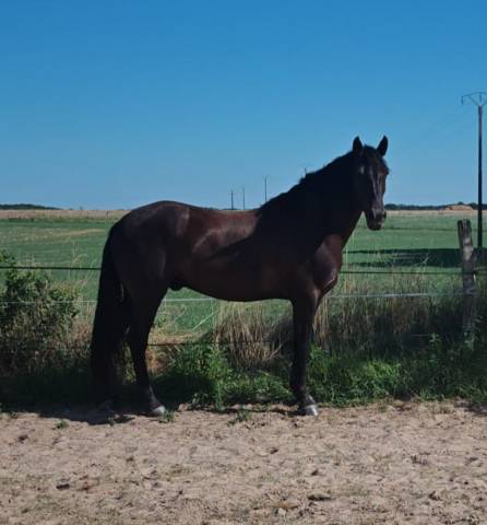Cheval ibérique minorquin à vendre
