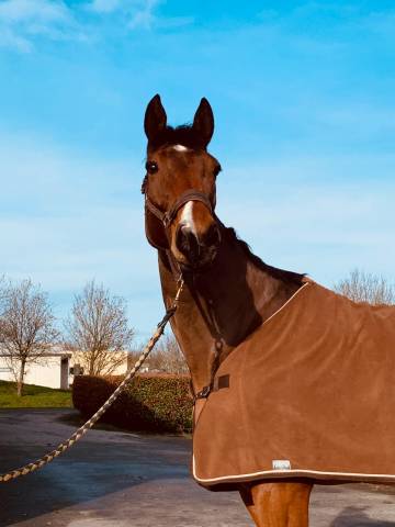 Hongre 13 ans sport cso à vendre 
