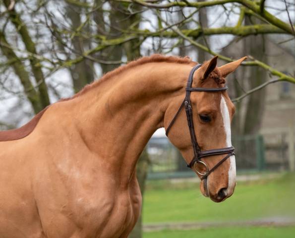 Talentueux cheval zangersheide 