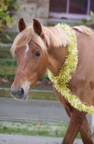 Top ponette 7 ans - prête sur p2