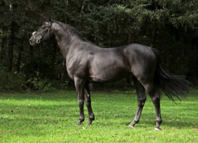 Contendro x balou du rouet 