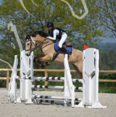 Cheval cso hongre isabelle