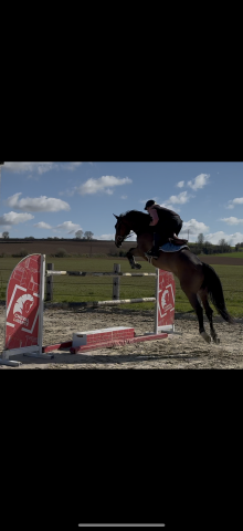 Cheval de 7 ans 
