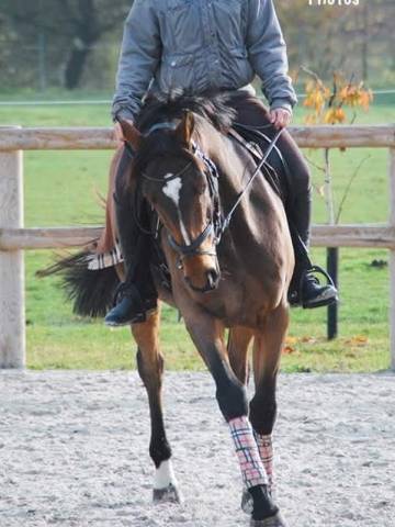 Demi ou  quart de pension cheval