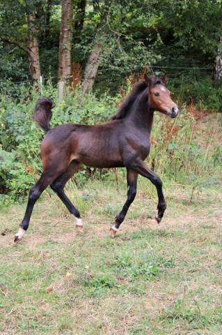 Pouliche futur d