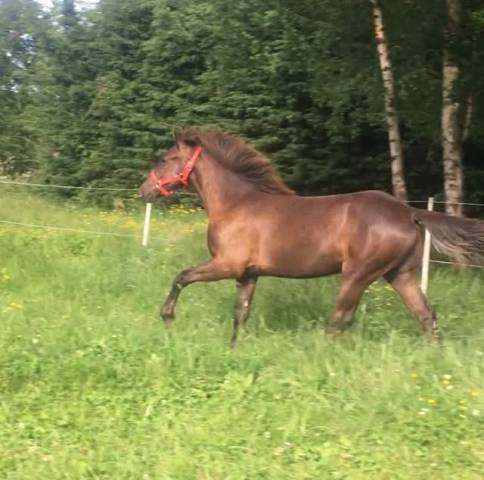 Timing poulain américain twh