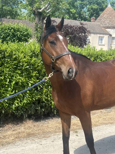 à vendre jument 4 ans pour cso mini amelite