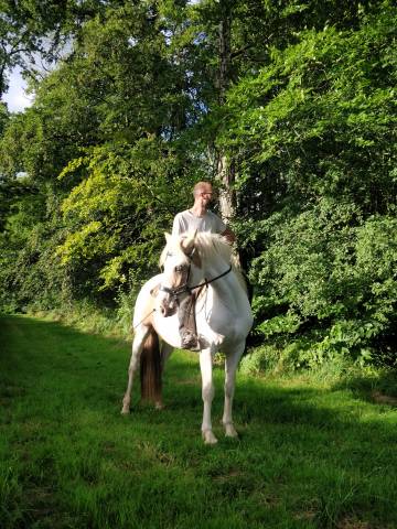 Formidable jument de loisir pie palomino aux yeux bleus