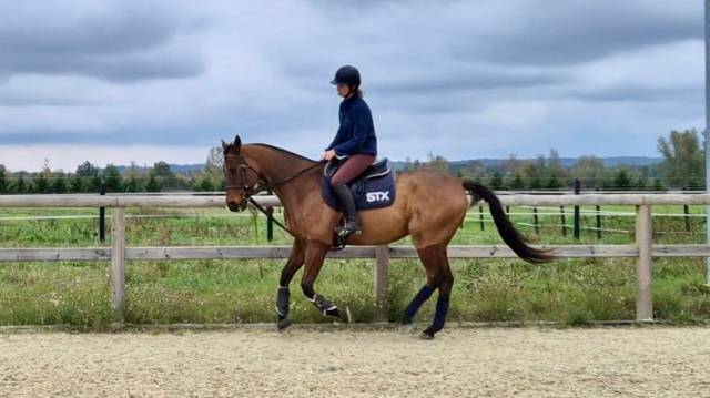Vente cheval de sport 