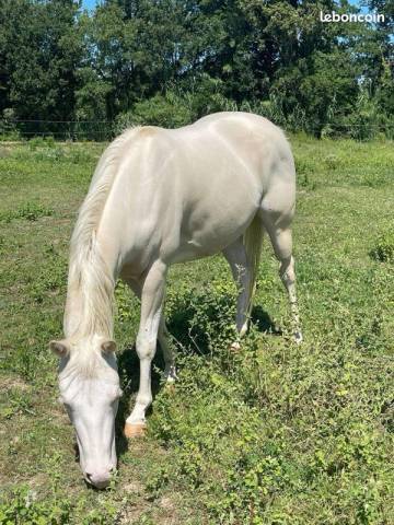 Jument paint horse