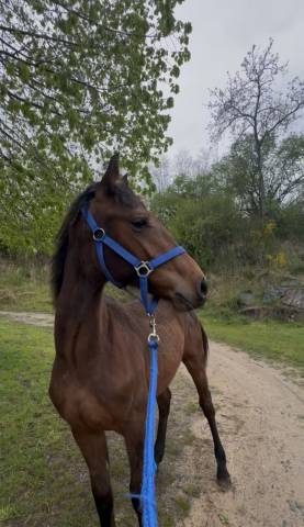 Poulain pour cso 