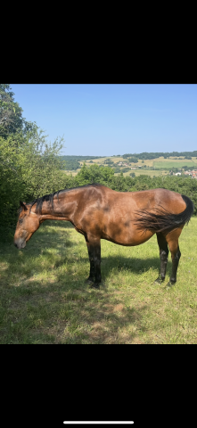 Jument sf suitée 3k le lot 