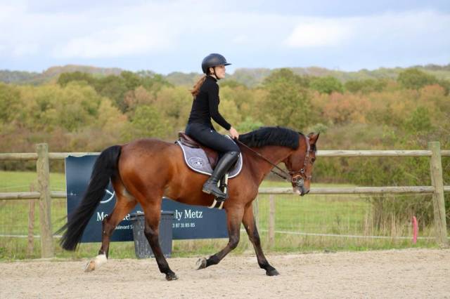 Poney de sport à vendre