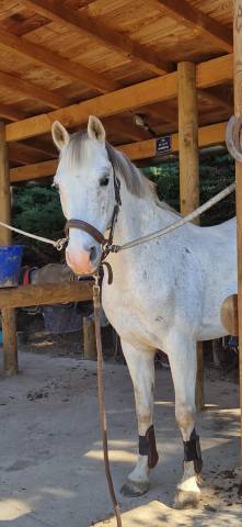 Poney pfs a louer