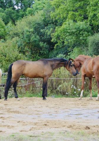 Cheval isabelle hongre top mental