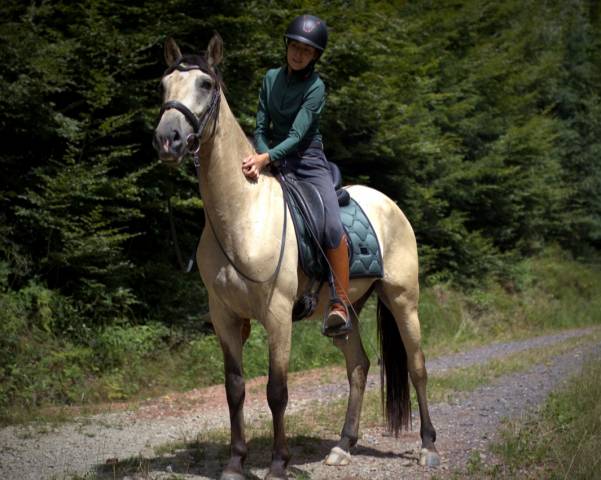 Hongre pur sang lusitanien 