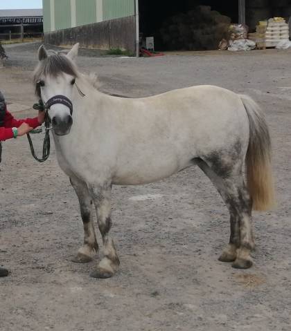 Jolie ponette 9 ans taille a
