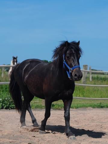 Magnifique poney pottock 