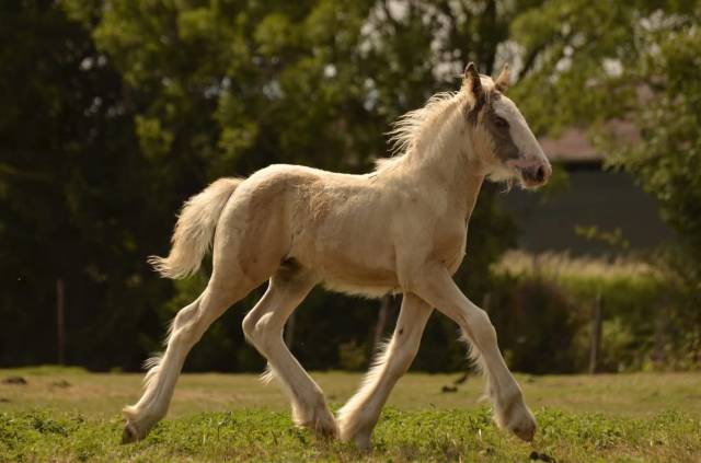 Poulain irish cob,plein papier 