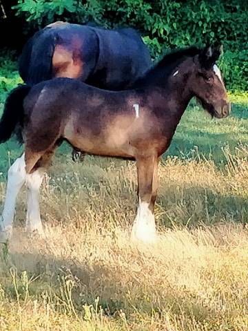 Pretty'girl pouliche gypsian