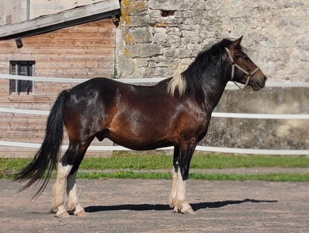 Magnifique hongre pottock 