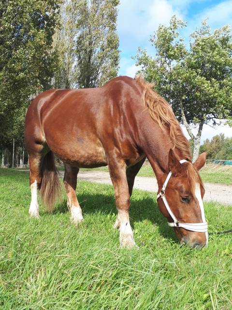 Cheval de trait breton – calme et expérimenté