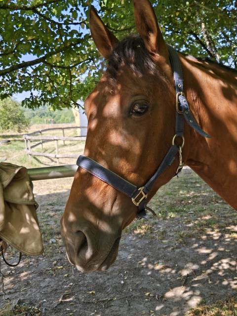 A vendre hongre pur race espagnol de 5 ans