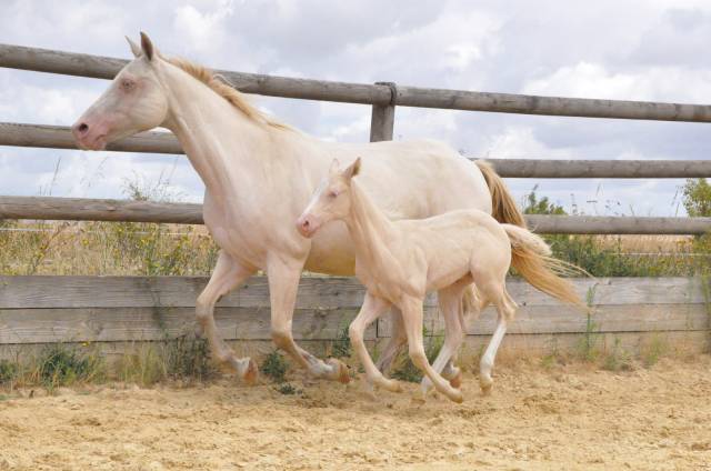 Pouliche quarter horse a réserver
