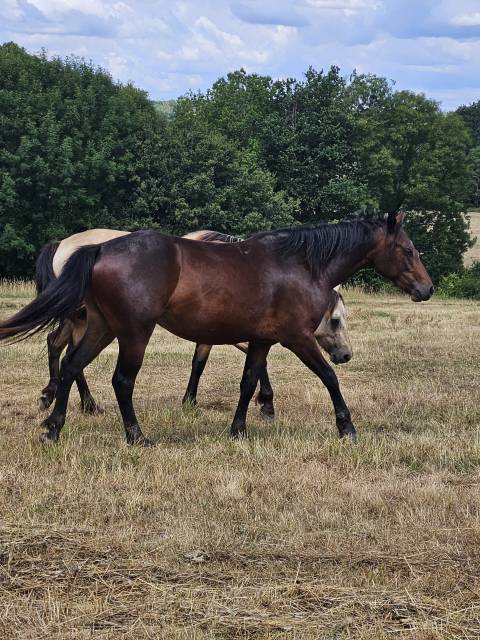 Jeune ponette née pour le sport