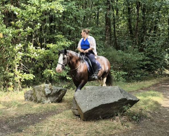Cheval loisirs hongre irish sécuritaire