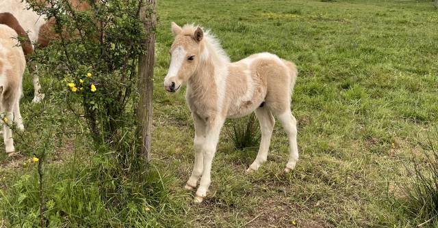 Poney b pie palomino