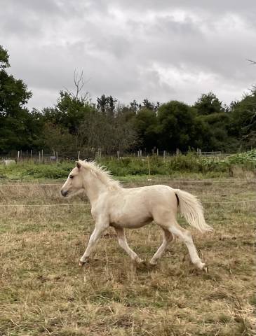 Poney b pie palomino