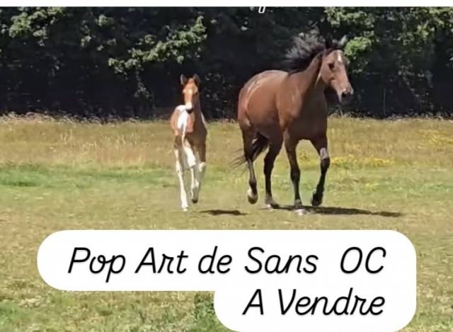 Poulain oc 2025 pie